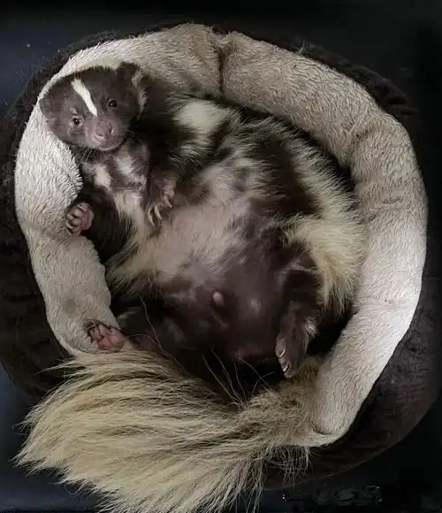 臭鼬  #宠物  #表情包