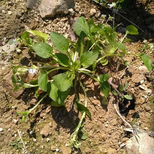 新鲜现挖中药材野生草药匍伏堇抽脓白秋脓白 祛脓 白花犁头草凉茶