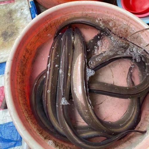 鳗鱼鲜活海白鳗一斤半当天海捕大海鳗深海大白鳗鱼