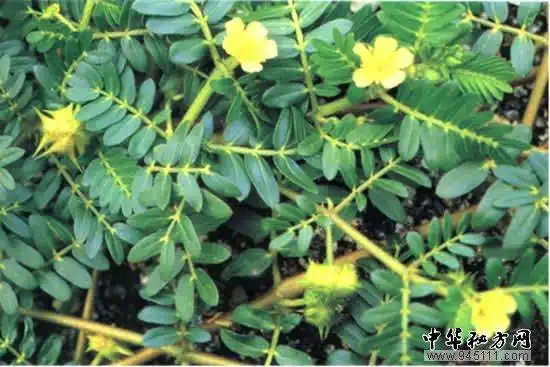 蒺藜-高血压(图)-高血压病用药篇-内科病用药-中草药图片大全-中医