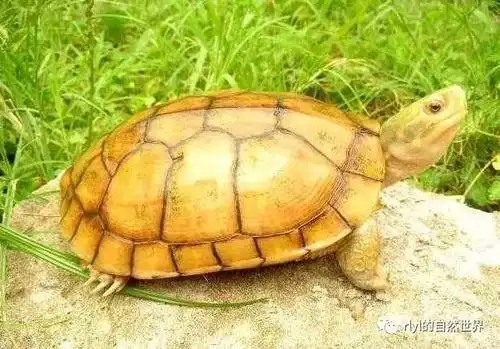 「黄喉龟」好养吗?