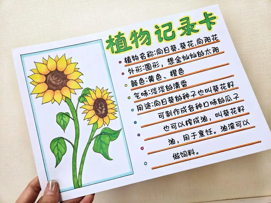 植物记录卡手抄报.向日葵植物记录卡,我的植物朋友绘画小报,植