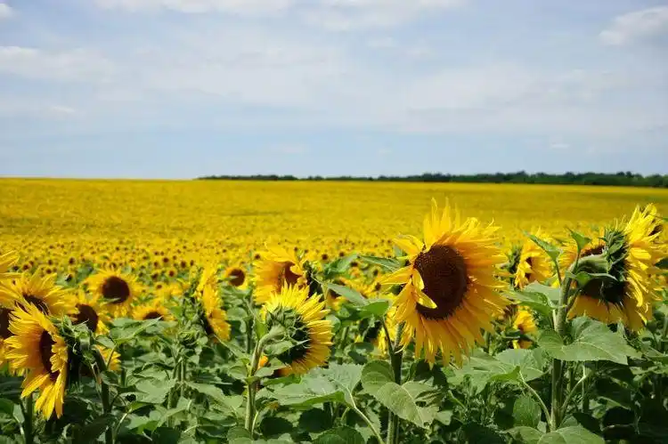 下周开始有好运加持大财小财遍地来身价定翻倍的四属相