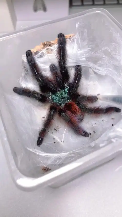 好久不见爱心油彩粉红趾捕鸟蛛