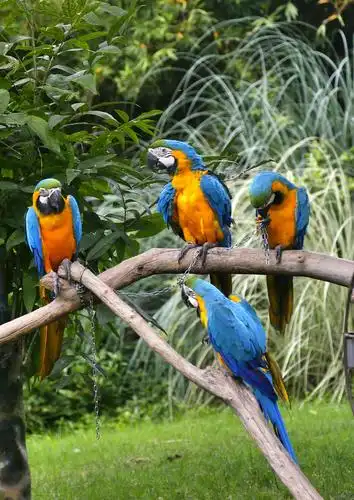 上海动物园——鹦鹉 - 美篇