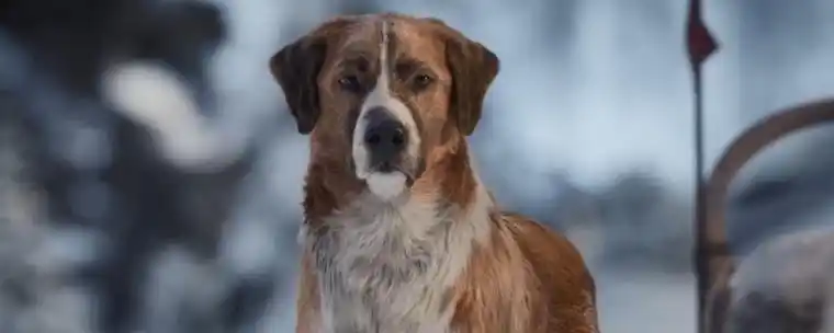 巴克狗拉雪橇是什么电影