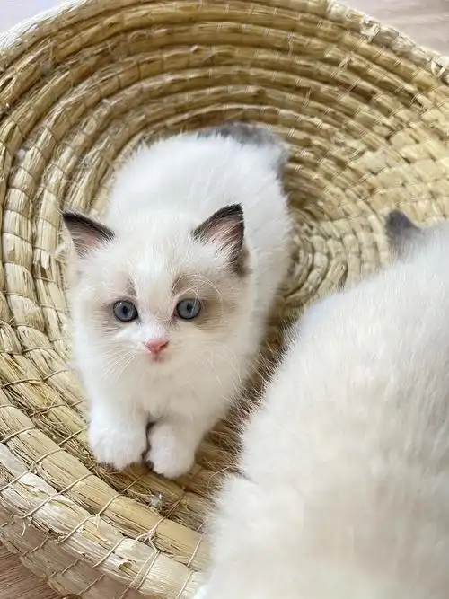 两个月漂亮小布偶找新家长