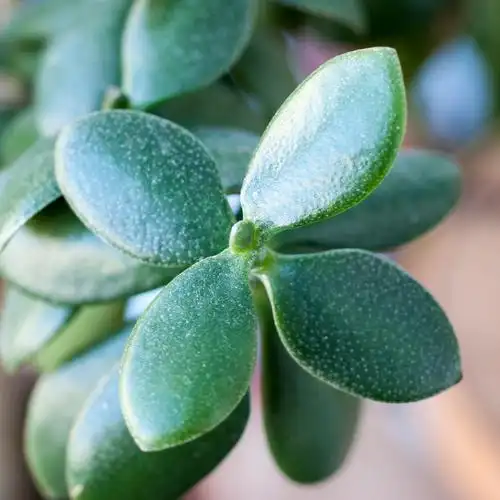 绿色植物叶子燕子掌