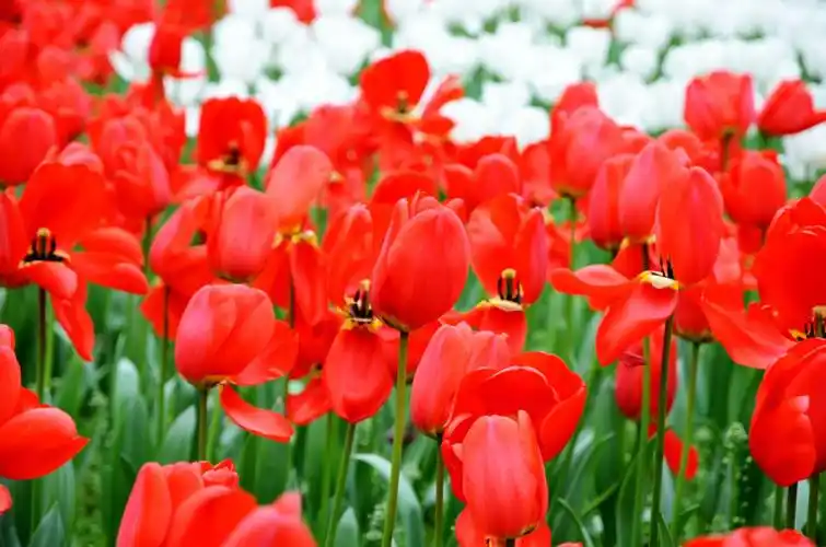 郁金香是荷兰国花. 郁金香不同颜色代表的含义不尽相同,它神秘,高雅.