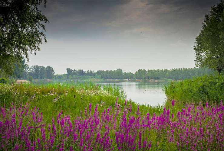 海淀区翠湖国家城市湿地公园