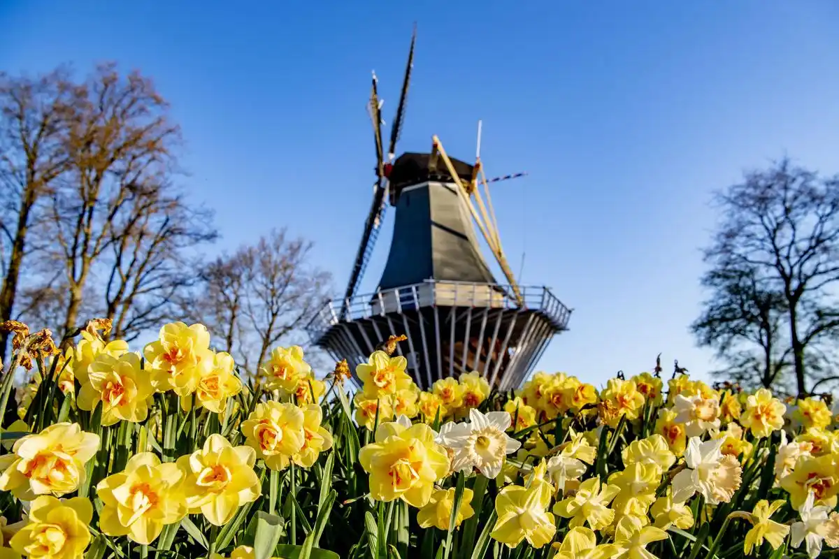 荷兰库肯霍夫公园:郁金香开 游人不再(6)