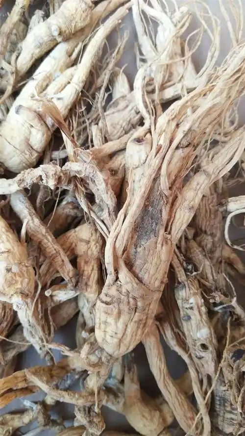 蔸参的功效与作用  蔸参的食用方法   常年供应各种人参西洋参红