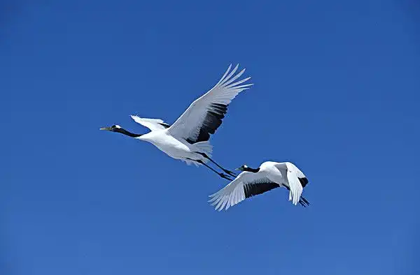 丹顶鹤图片_图片大全