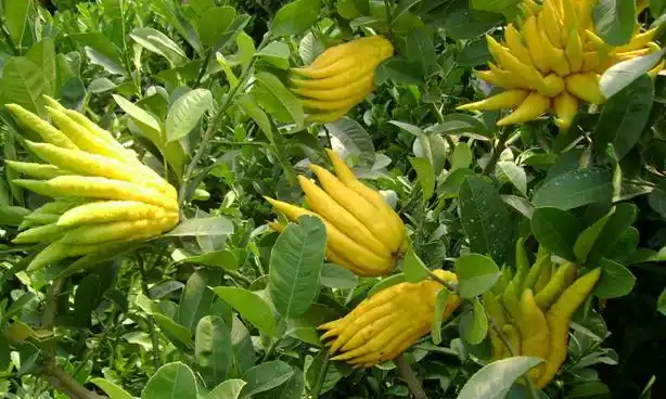 广东佛手因库存充足价格行情变化不大