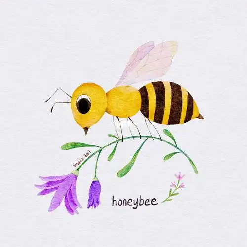 ipad 水彩|昆虫系列之蜜蜂吖