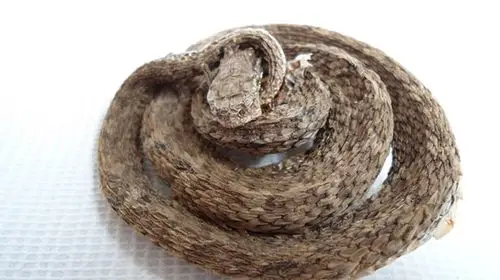 中药材蛇干白条蝮蛇干蛇药材祛风解毒皮肤瘙痒增强免疫