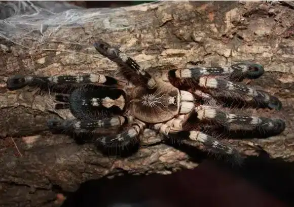 象牙华丽雨林吃什么