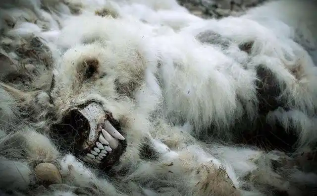 北极熊饿死的照片虽震撼人心,但背后问题让人类恐