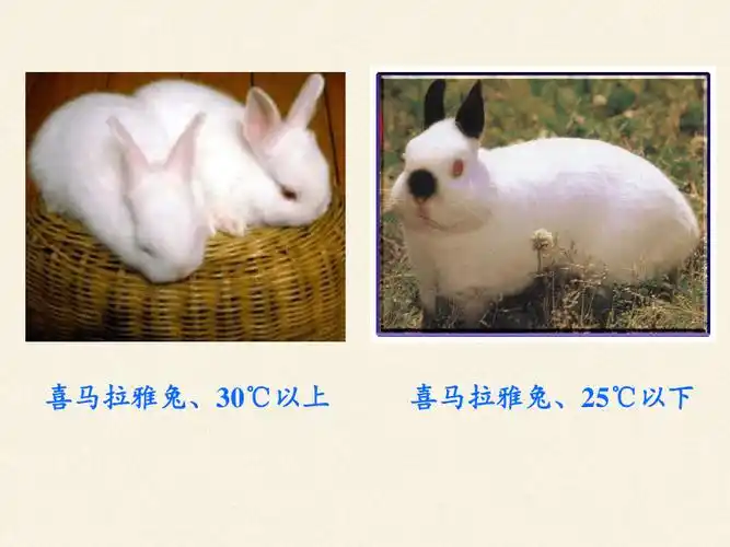 北师大版生物八年级上册第20章第5节遗传与环境课件30张ppt