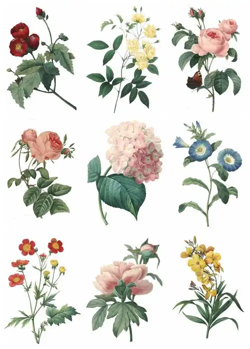 75款复古老式花卉png免抠图