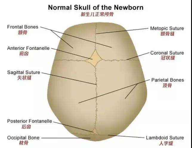 正文我们人类头骨的形成过程是这样的,婴儿时期几个呈板状的颅骨互相