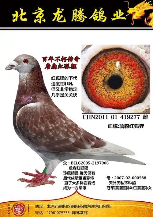 信鸽在线拍卖平台 - 中国信鸽信息网