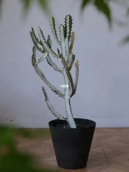 白龙骨  #多肉  #我爱绿植  #日常