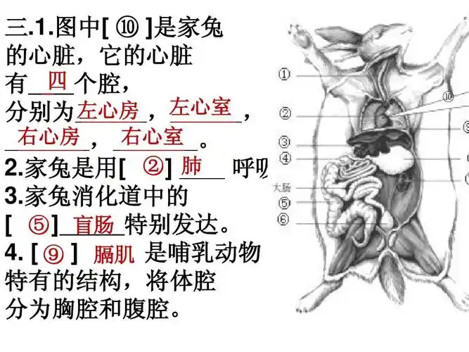 八年级生物上册识图题