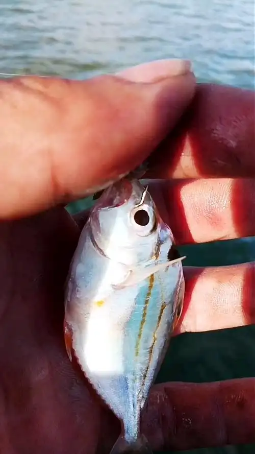 会叫的鱼,我那叫做"金钱花"鱼,你们叫什么鱼呢?