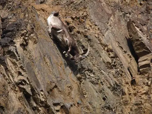 北山羊在爬山和伸懒腰作者常佃学