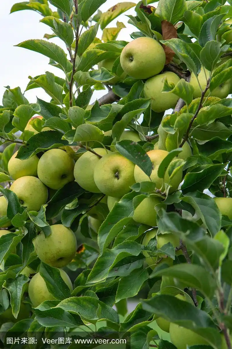 新收获的健康果实,成熟的甜绿苹果在苹果树上生长