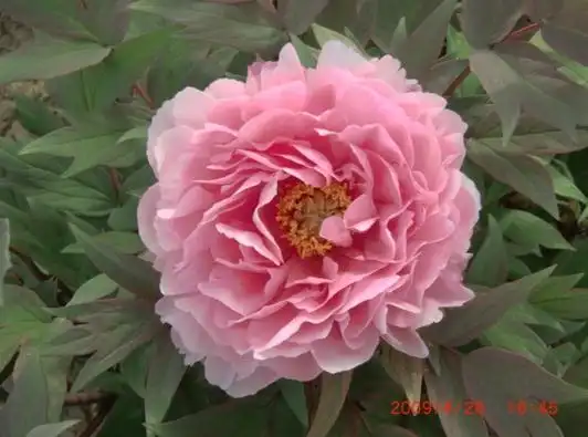 八千代椿词条图册_百度百科