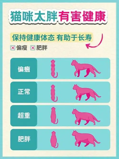 9595958215大型猫如布偶猫,缅甸猫等标准体重在10~25斤左右