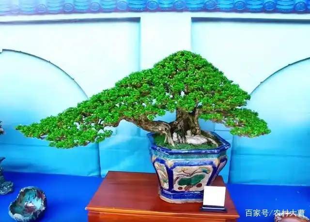 印度盆景欣赏,真像西游记中唐长老遇到的美女模样,异域的漂亮