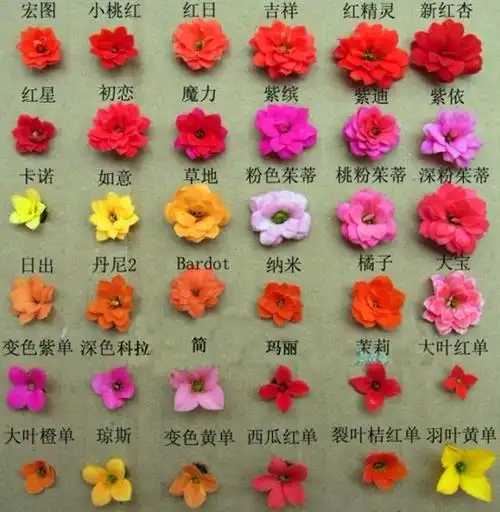 长寿花品种图鉴