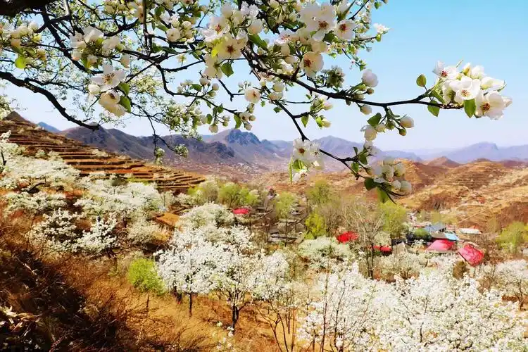老西户外___2019官场梨花节