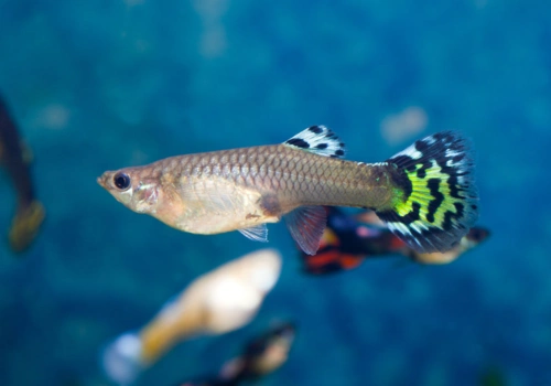 孩子最喜欢的7大宠物鱼品种