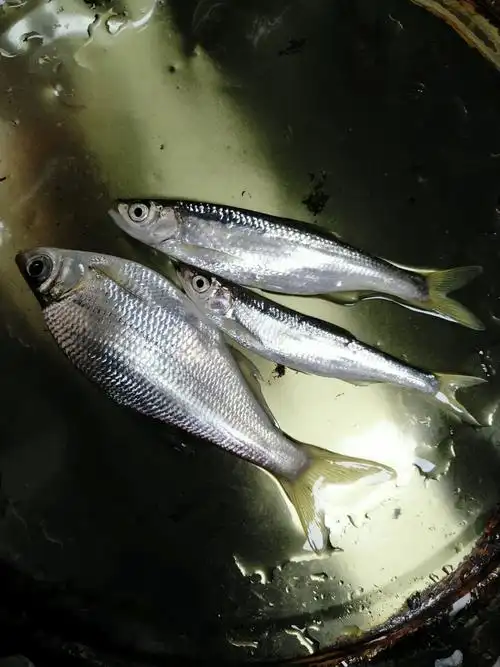 今天三小条,两条青背柳.