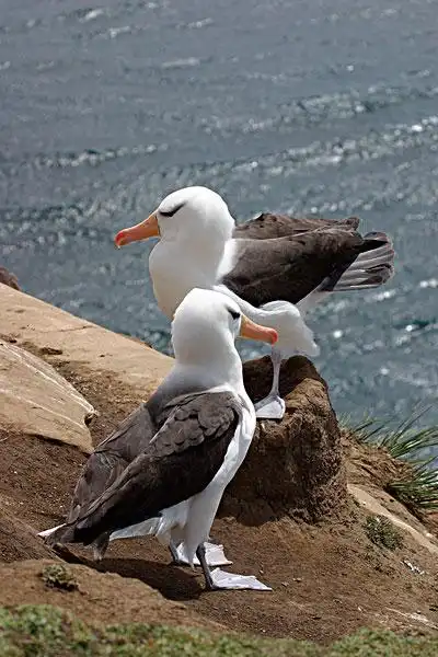 信天翁图片_图片大全