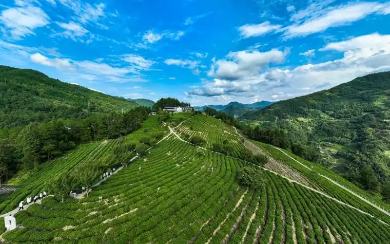 探源中华文脉发现宝藏陕西丨安康紫阳游茶园品香茗茶旅融合引客来