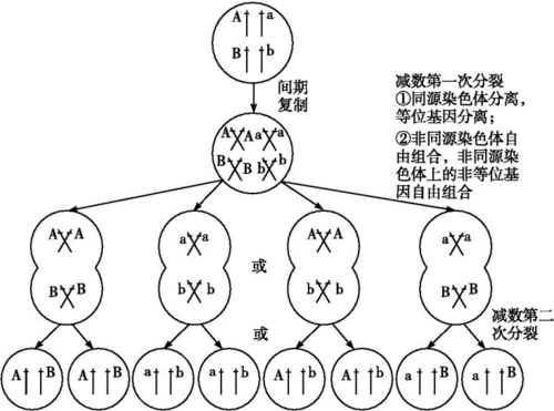 将具有1对等位基因的杂合体,逐代自交3次,f 3代中纯合体比例为