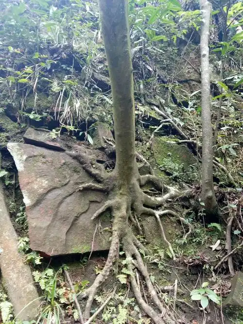 真可谓"百年树根"