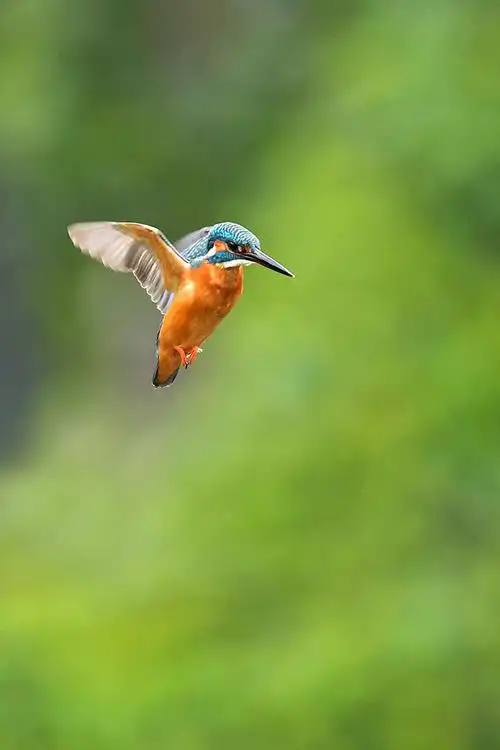 虎年第一拍小翠悬停