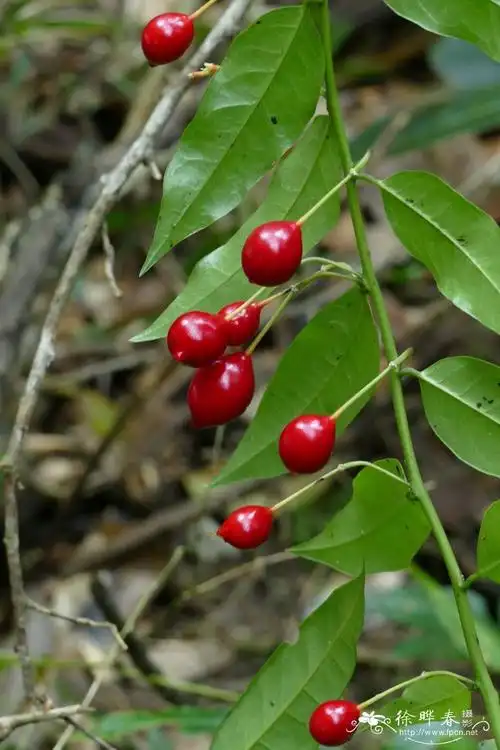 独行千里尖叶槌果藤capparisacutifolia
