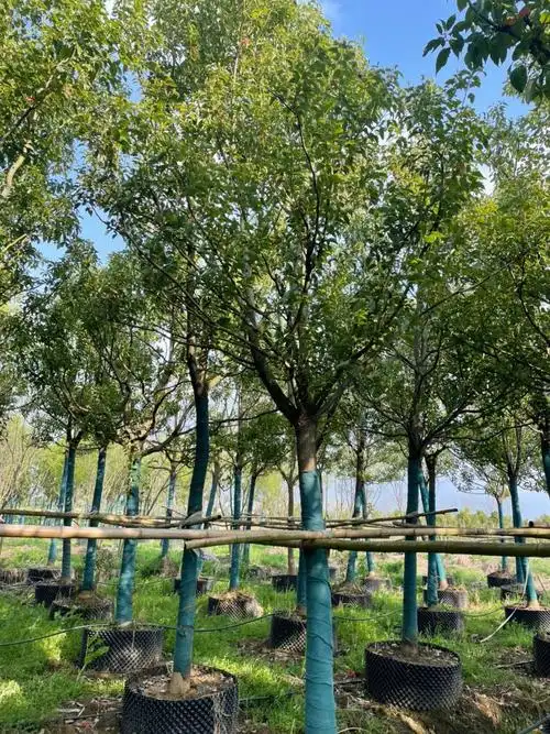 求购香樟胸径12公分