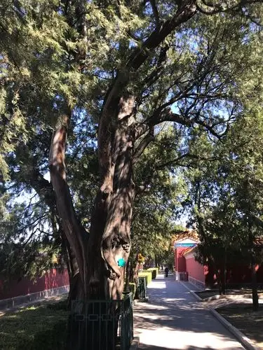 侧柏是北京的市树,这棵已有三百多年的树龄.