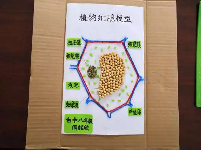 植物细胞结构模型