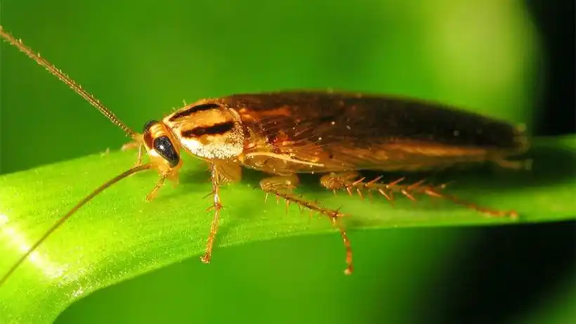 蟑螂又名蜚蠊,滑虫,香娘子,味咸性寒是地球上最古老的昆虫之一