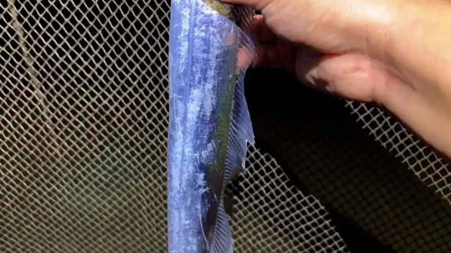 小斗赶海抓到活带鱼,可高兴坏了,连大虾都不要了