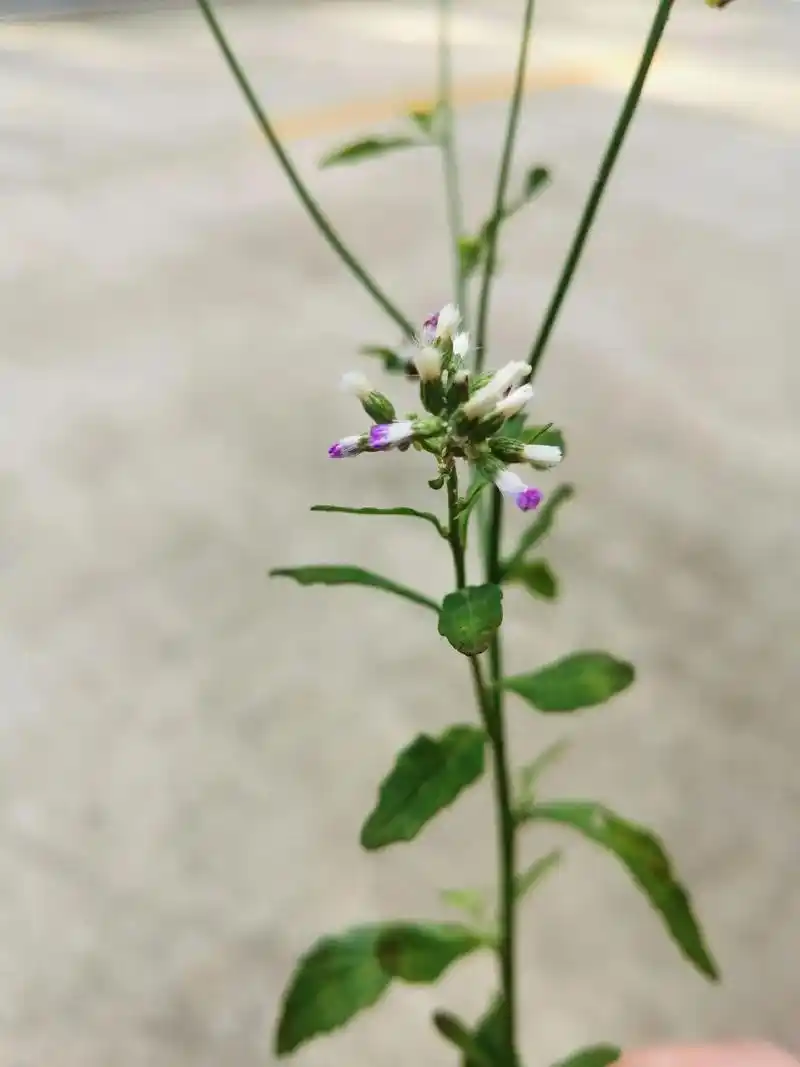 夜香牛.夜香牛(学名:cyanthillium cinere - 抖音